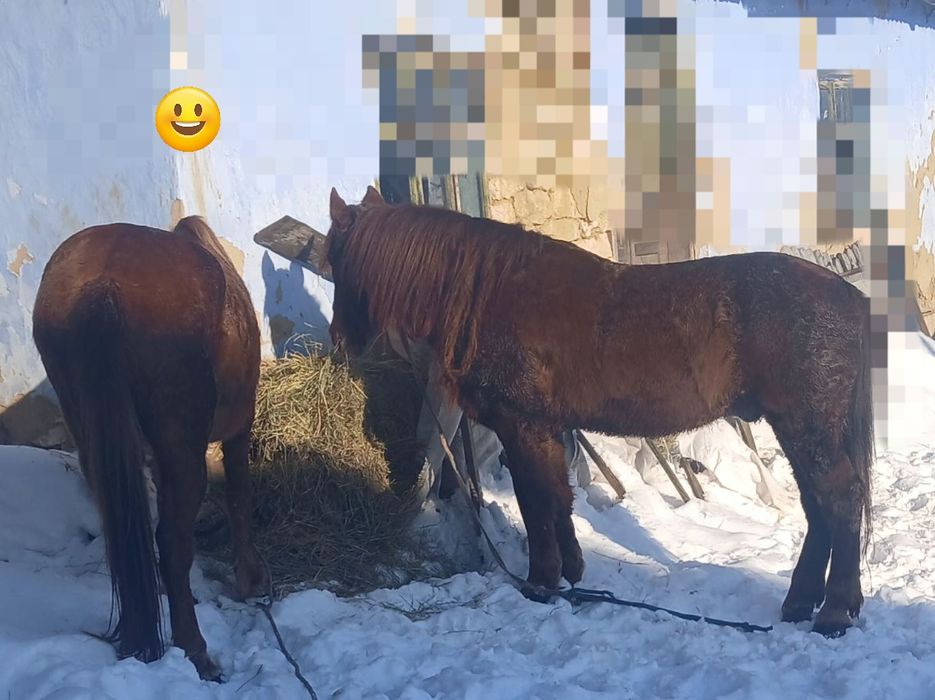 Продається кінь/кобила