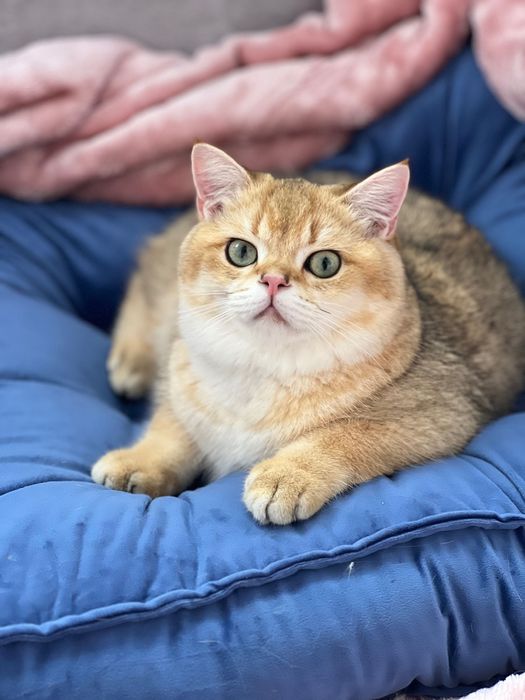 Menino British shorthair