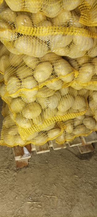 Ziemniaki soraya redsonia