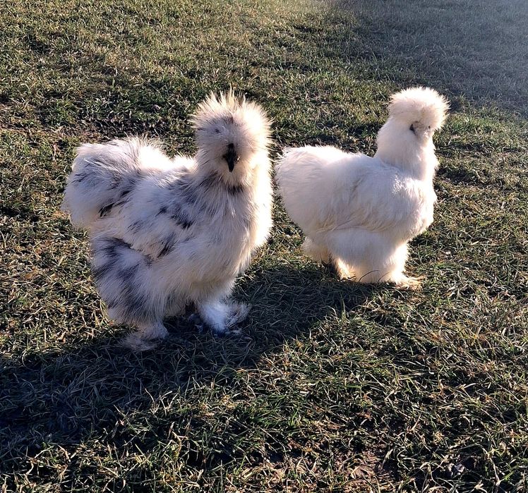 Jaja jajka Silki , silek w typie USA ,wysyłka.