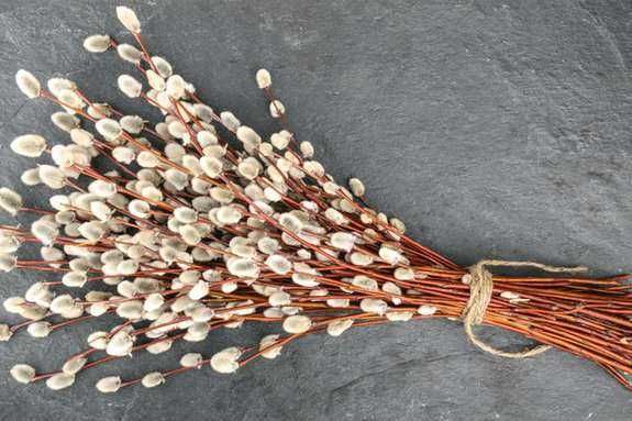 Котики верба вітки