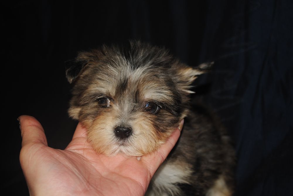 Ексклюзив хлопчик з голубим оком