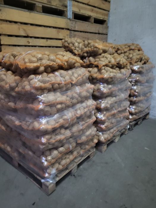 Ziemniaki soraya, Jurki, queen anna