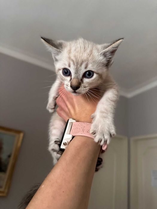 Gatinhos com 2 meses para adoção responsável