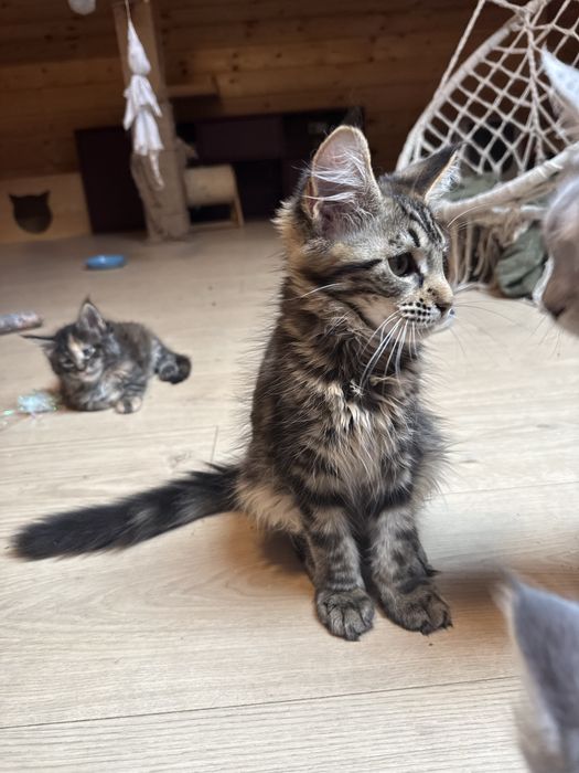 Maine Coon Koteczka FPL
