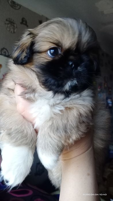 Девочка щенок пекинесик