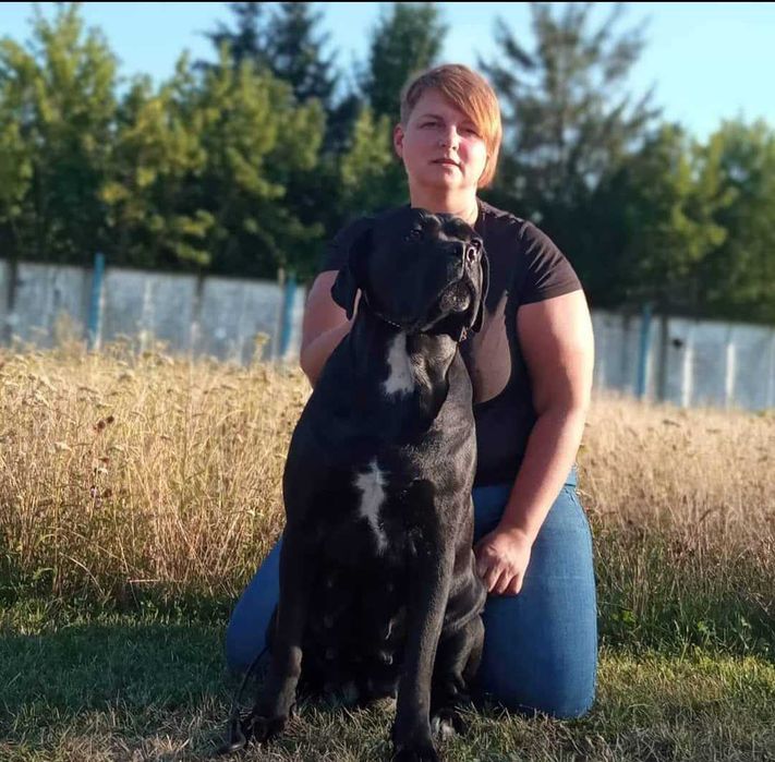 Кане корсо хлопчик сірий велетень