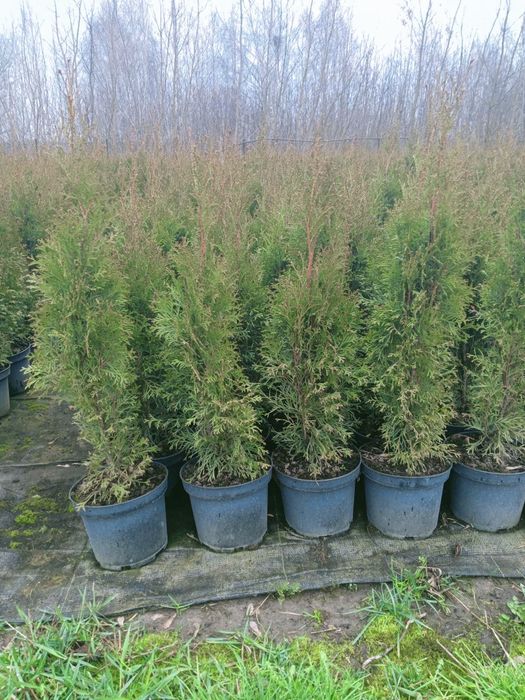 Tuja Szmaragd "Thuja Smaragd" wys. 100-120 cm na żywopłot