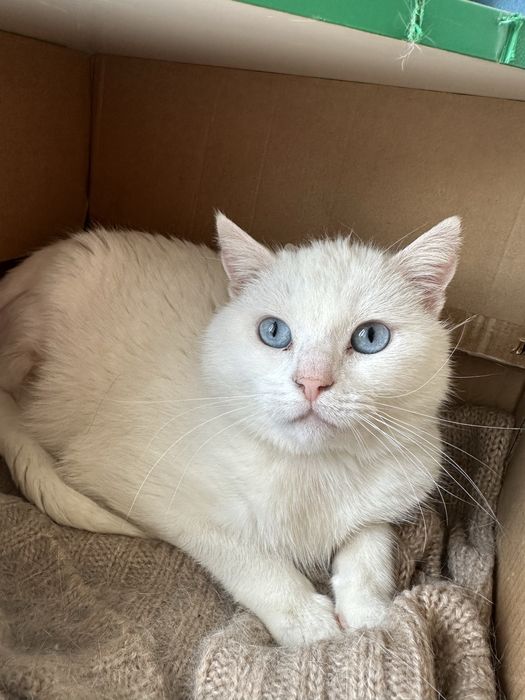 Котик в добрі руки