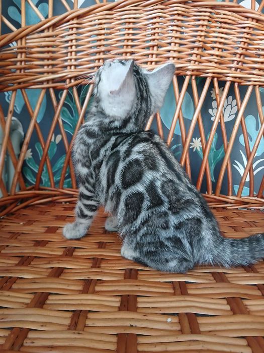 Бенгальский котенок серебро