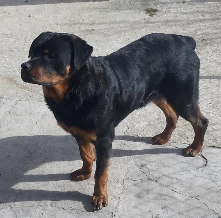 Ротвейлер в добрі руки