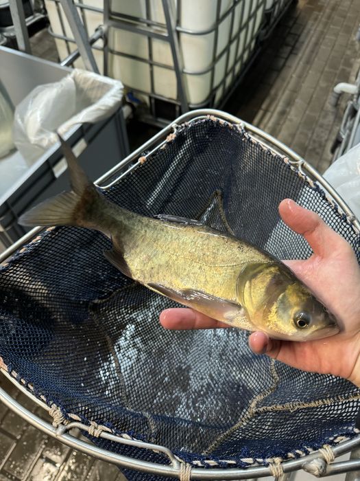 Amury narybek amura amur czysty staw ryby kroczek