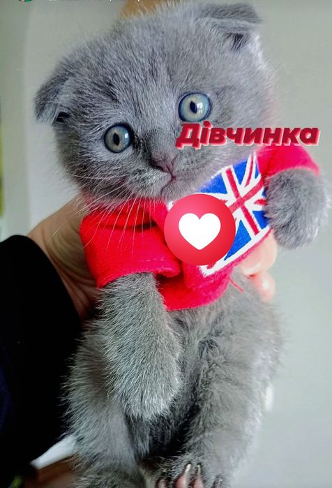 Шотландські висловухі,чистокровні, плюшеві кошенята