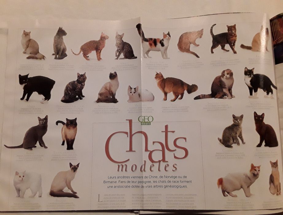 Revista GEO Hors-Série 33 H "Chats du Monde" 2009