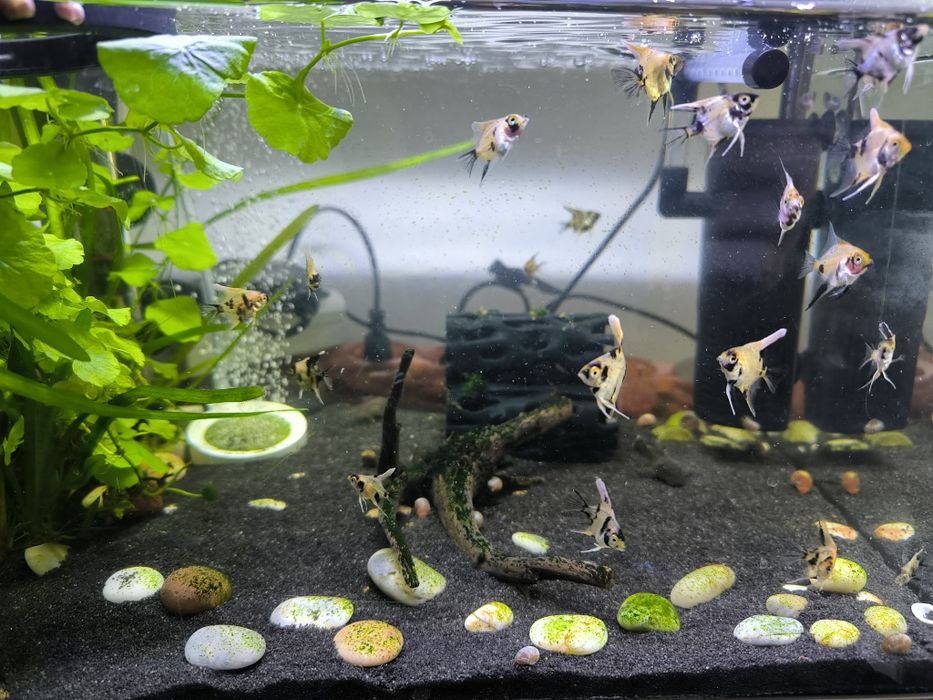 Escalar Koi  adolescentes e adulto