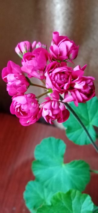 Продам квітку калачик рожевий