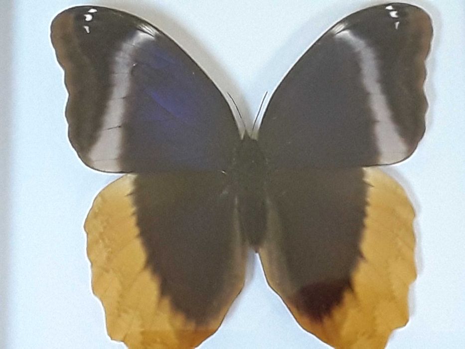 Motyl w ramce / gablotce 20 x 20 cm. Caligo uranus - 125 mm . Meksyk .