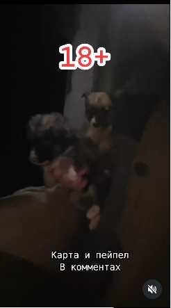 Три щенка нуждаются в помощи