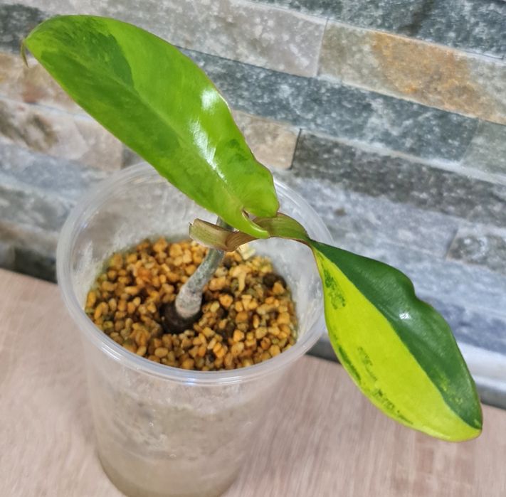 Philodendron Florida Beauty x Mayoi,var,super geny Trzcianka