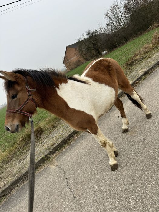 Sprzedam kobyłkę lub zamienię