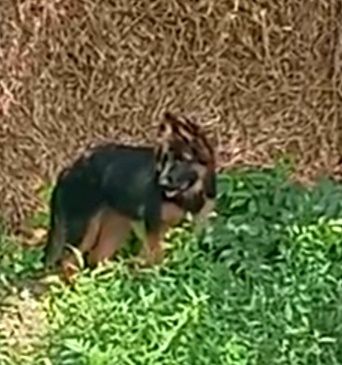 Щенки нем овчарки из питомника.