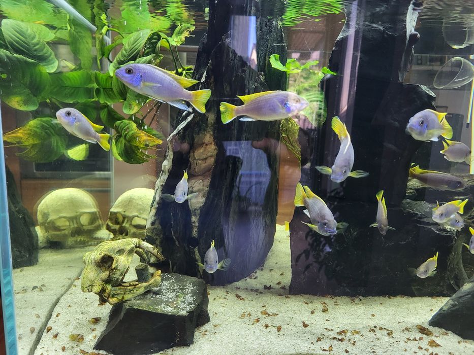 Akwarium otwarte OptiWhite 200l  60x75x45 Malawi pyszczaki Acei