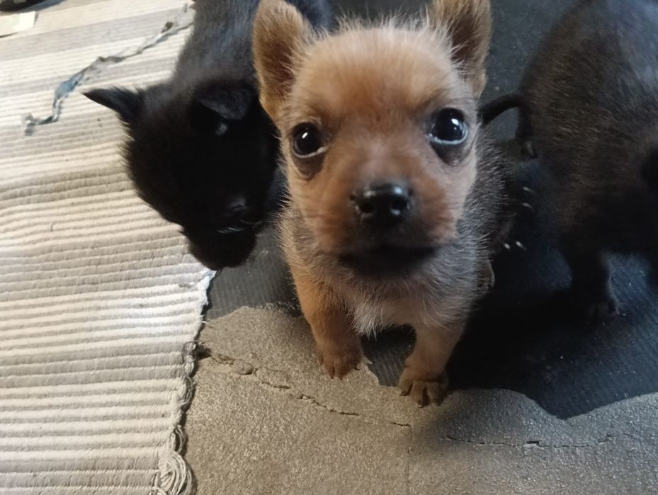 Yorkshire x Schnauzer mini