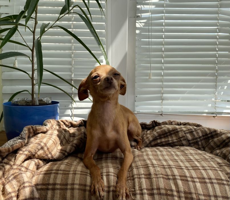 Той терьер для души