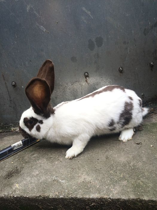 Samce. .              .