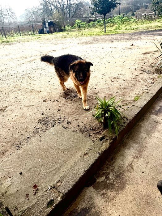 Adoção Pastor alemão macho