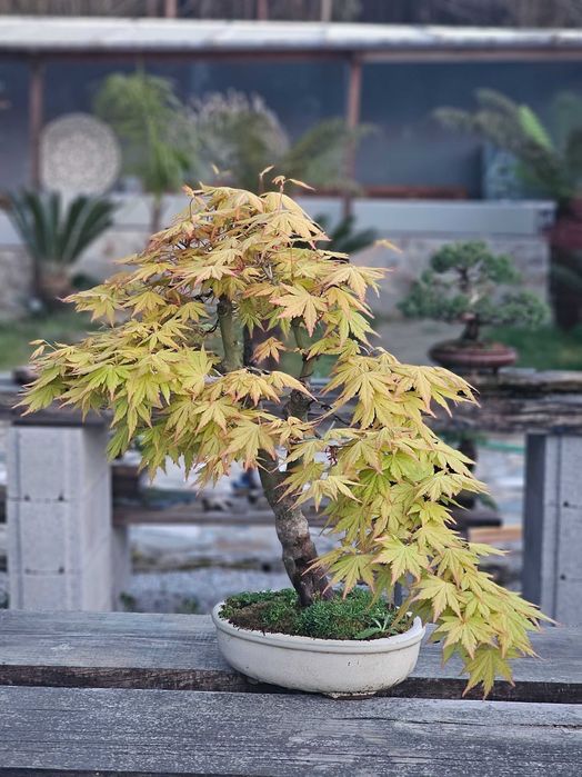 Bonsai acer orange dream