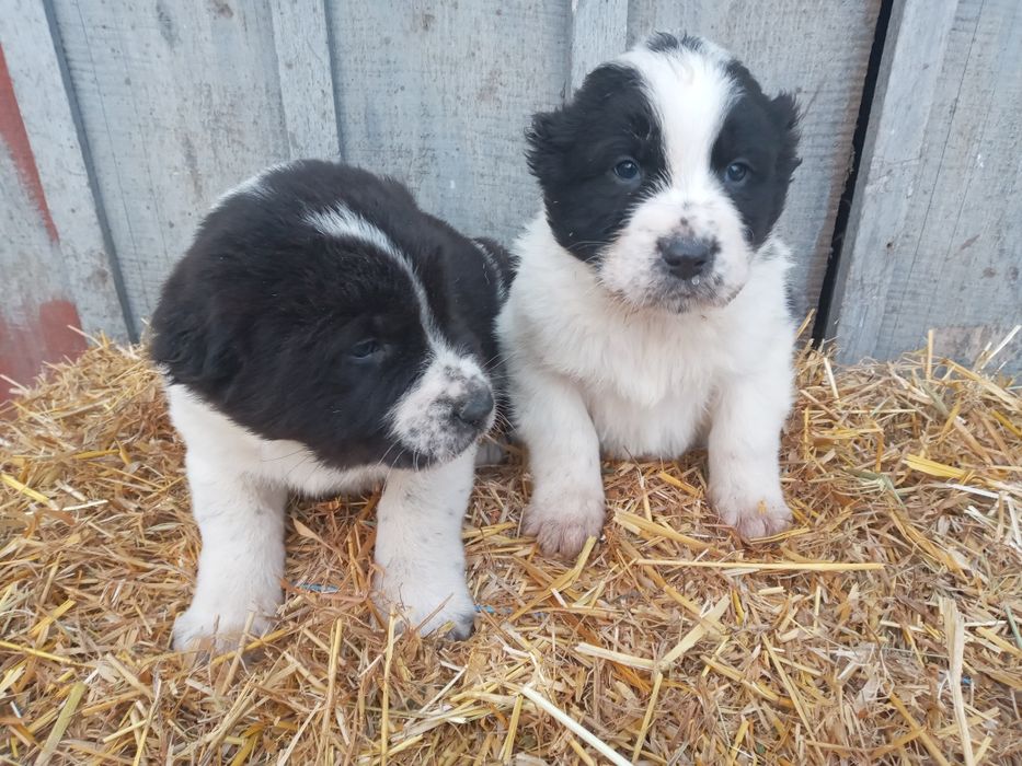 Щенята САО, середньоазіатська вівчарка,  алабай