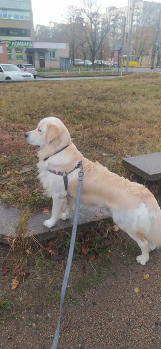 Золотистий ретрівер для в'язки