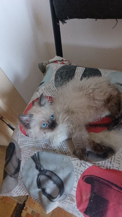 Невська маскарадна хлопчик 2 міс