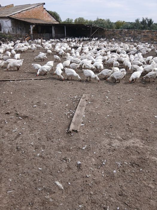 Продам стадо гусей