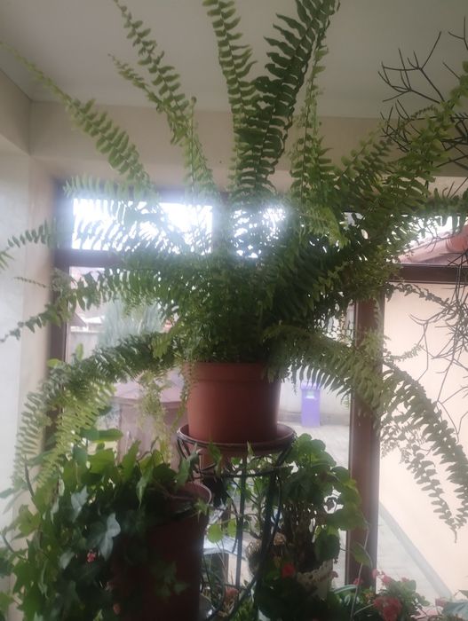 Вазони різні, красиві