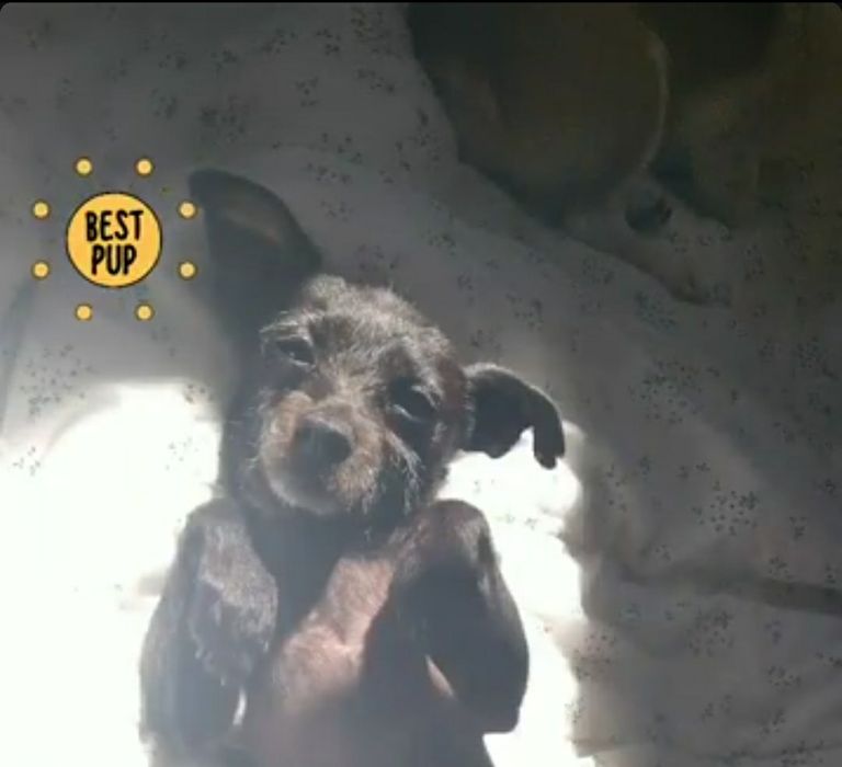 2 Cães de porte pequenao