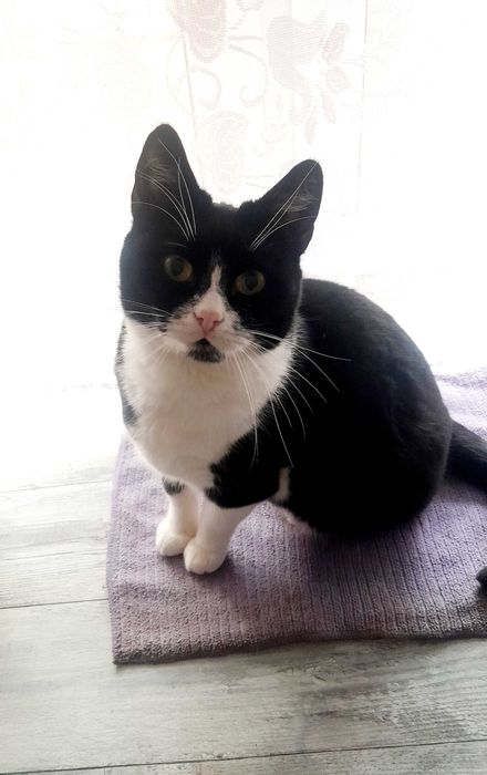 Kotka Angela szuka domu