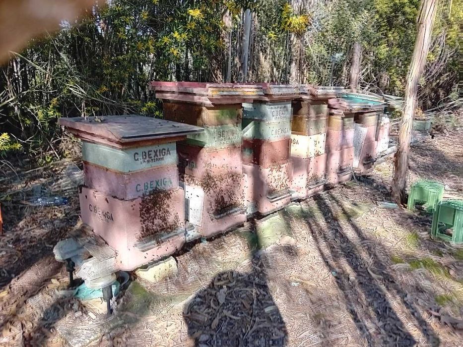 Enxame de Abelhas