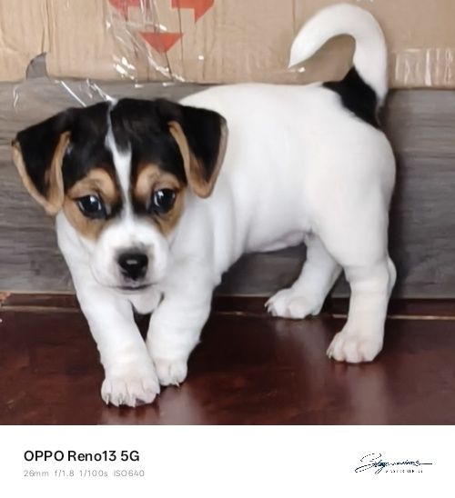 Цуценята Джек Рассел тер'єр