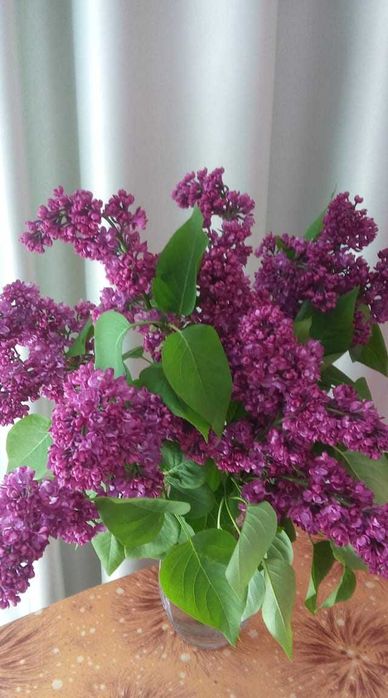 Трьохрічні саджанці сортового бузку