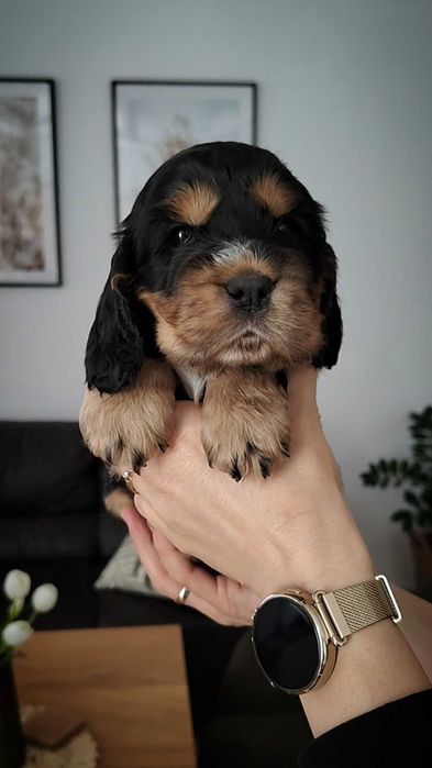 Cocker Spaniel Angielski