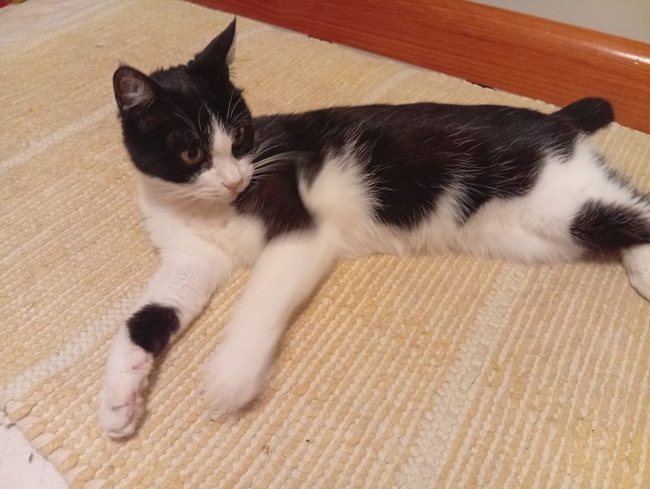 Gatinha 2  anos muito meiga castrada