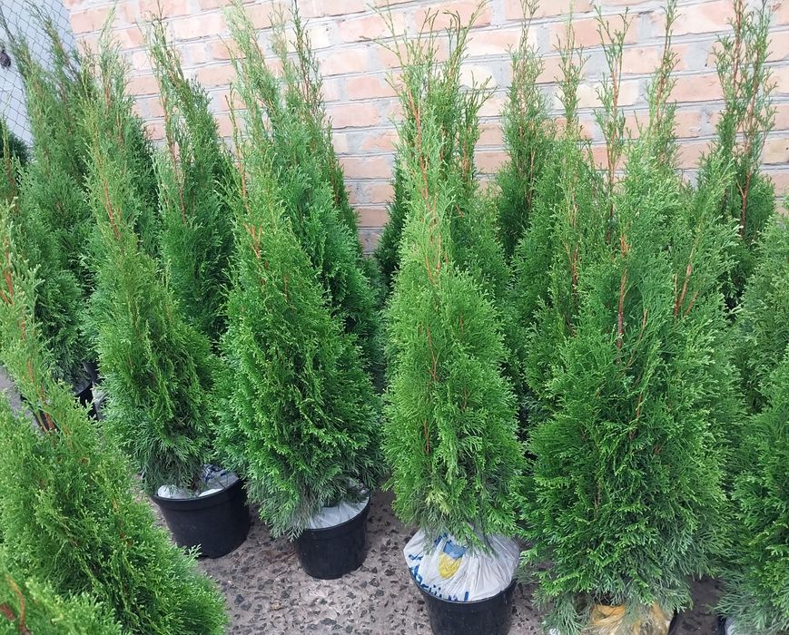 Туя Смарагд 25 см - 2 м; ялівець Блу Ерроу 35 см- 1 м; ялинки; ялівці