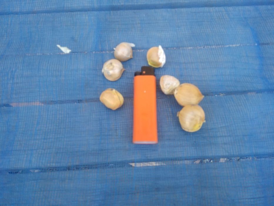 Лукочеснок посадочный озимый "Рокамболь"