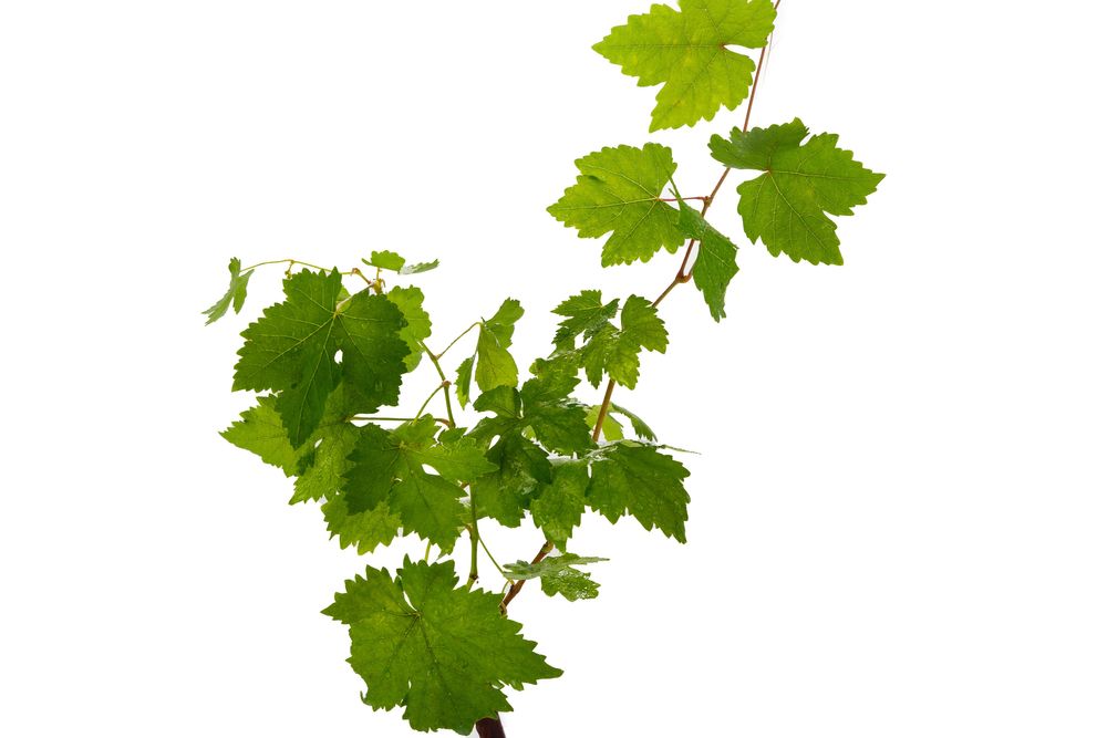 Videiras Enxertadas Uvas de Mesa