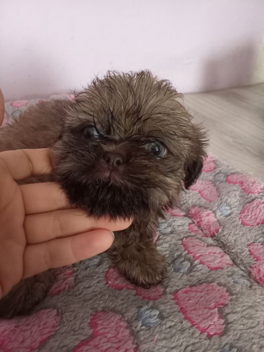 Malutka Shih tzu Gaga/domowa hodowla