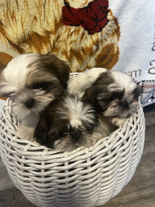 Продам цуценят ши-тцу (3 малюки) — готові до переїзду