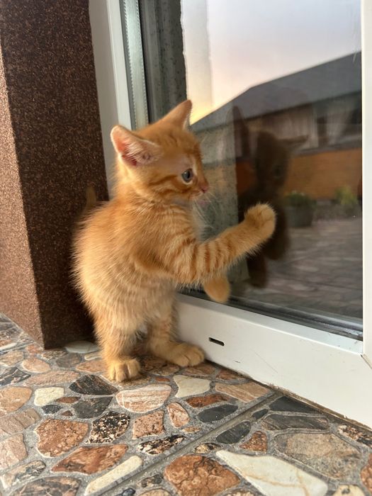 Руденьке щастя шукає дім