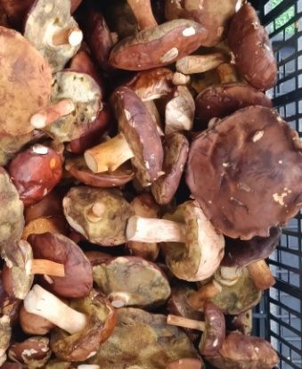 Sprzedam suszone grzyby podgrzybki